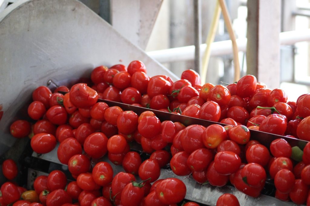 Freshly harvested and freshly washed tomatoes entering our facility