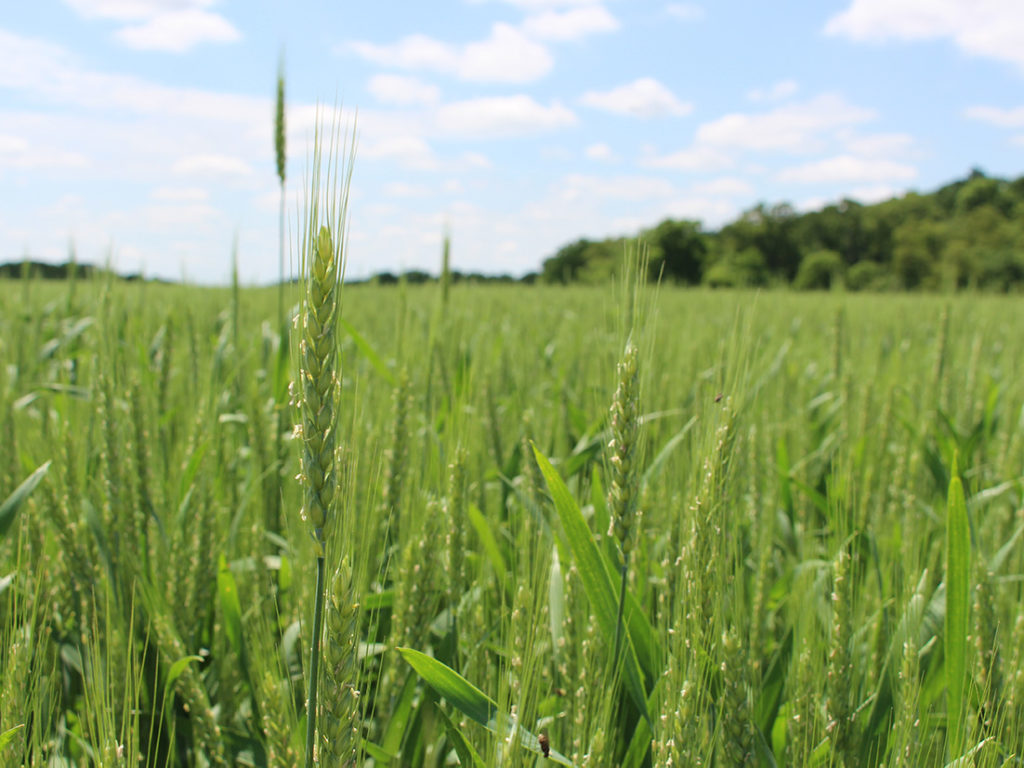 Wheat growing on Mays Family Farm