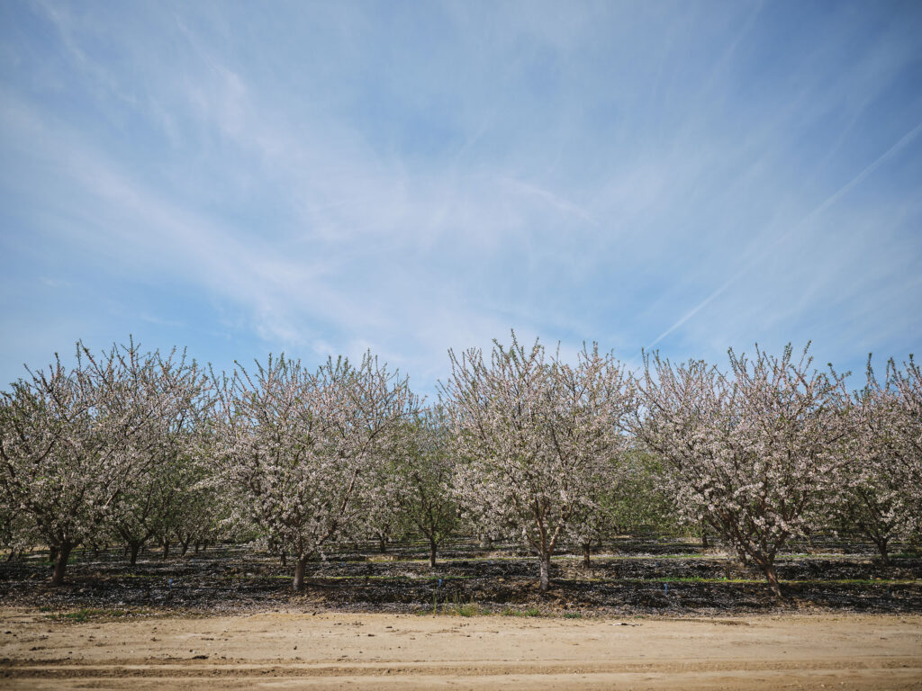 Almond orchards at Harris Woolf Almonds. 